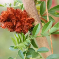 Kit De Culture - Réglisse Glabre - 30 Graines - Glycyrrhiza Glabra 13 Kit De Culture - Réglisse Glabre - 30 Graines - Glycyrrhiza Glabra -Karcher Soldes 6406410a209c89.30083394