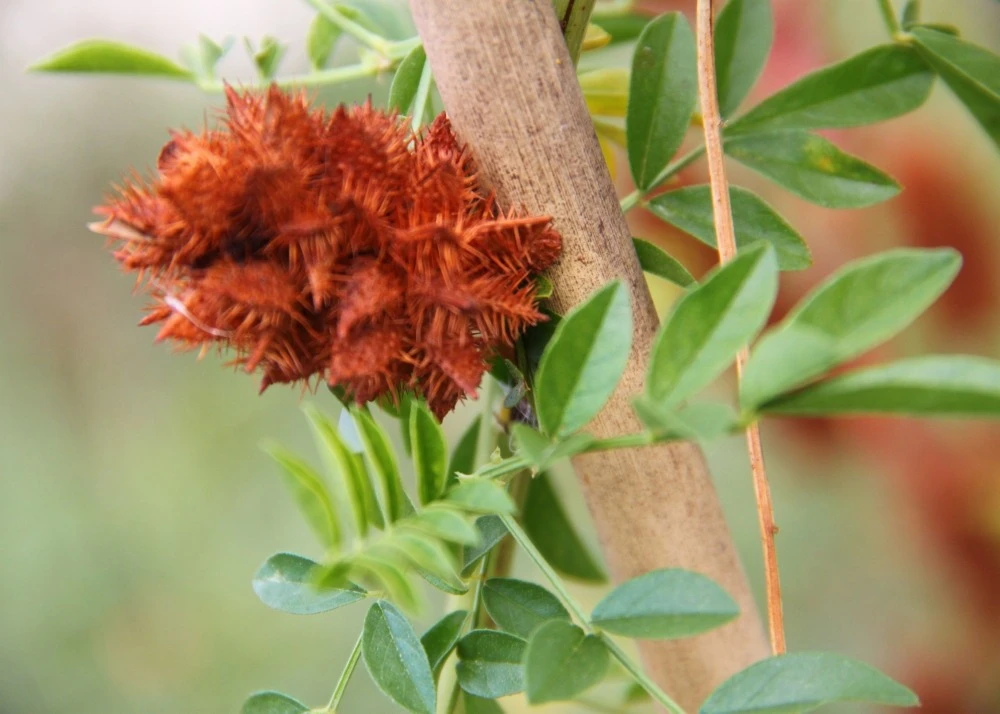 Kit De Culture - Réglisse Glabre - 30 Graines - Glycyrrhiza Glabra 7 Kit De Culture - Réglisse Glabre - 30 Graines - Glycyrrhiza Glabra – Image 7