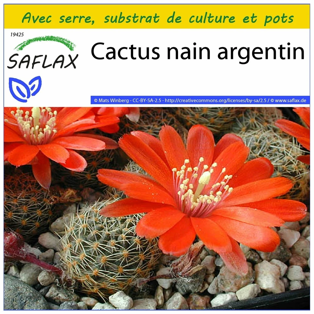 Kit De Culture - Cactus Nain Argentin - 40 Graines - Rebutia / Mix 1 Kit De Culture - Cactus Nain Argentin - 40 Graines - Rebutia / Mix