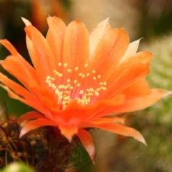 Kit De Culture - Cactus Nain Argentin - 40 Graines - Rebutia / Mix 12 Kit De Culture - Cactus Nain Argentin - 40 Graines - Rebutia / Mix -Karcher Soldes 640641133925d5.53399073