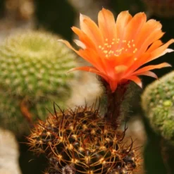 Kit De Culture - Cactus Nain Argentin - 40 Graines - Rebutia / Mix 10 Kit De Culture - Cactus Nain Argentin - 40 Graines - Rebutia / Mix -Karcher Soldes 640641133d8f32.78608637