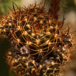 Kit De Culture - Cactus Nain Argentin - 40 Graines - Rebutia / Mix 11 Kit De Culture - Cactus Nain Argentin - 40 Graines - Rebutia / Mix -Karcher Soldes 64064113423102.06937364