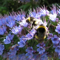 Kit De Culture - Vipérine De Madère - 100 Graines - Echium Fastuosa 12 Kit De Culture - Vipérine De Madère - 100 Graines - Echium Fastuosa -Karcher Soldes 64064122857f33.93017870