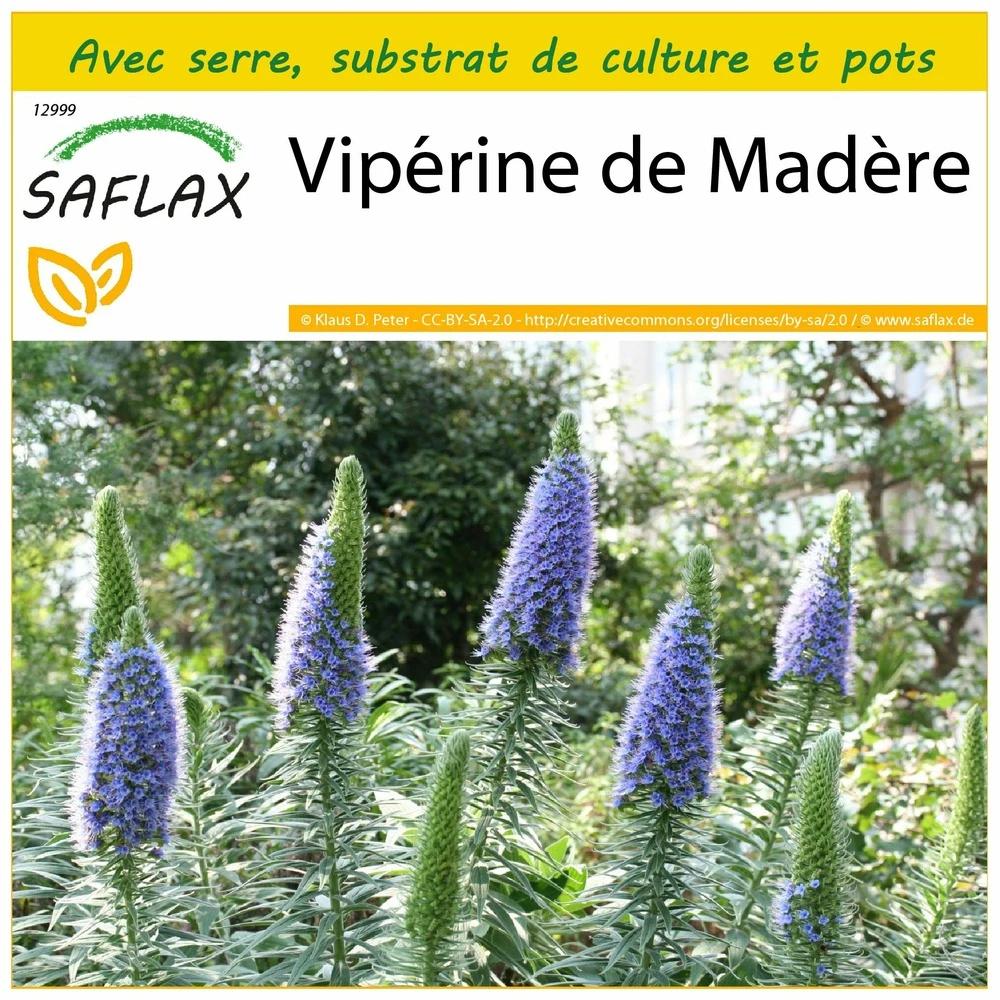 Kit De Culture - Vipérine De Madère - 100 Graines - Echium Fastuosa 1 Kit De Culture - Vipérine De Madère - 100 Graines - Echium Fastuosa