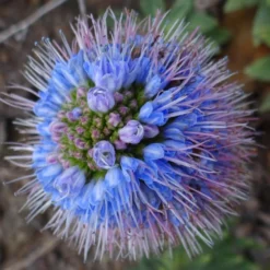 Kit De Culture - Vipérine De Madère - 100 Graines - Echium Fastuosa 13 Kit De Culture - Vipérine De Madère - 100 Graines - Echium Fastuosa -Karcher Soldes 64064122aaf647.33991819