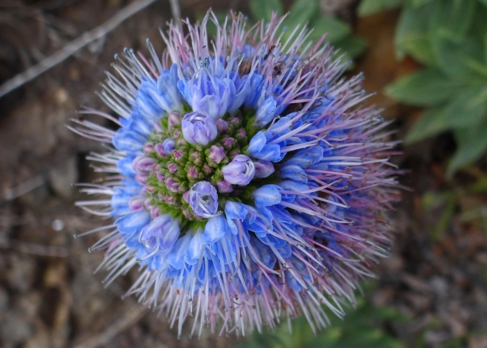 Kit De Culture - Vipérine De Madère - 100 Graines - Echium Fastuosa 7 Kit De Culture - Vipérine De Madère - 100 Graines - Echium Fastuosa – Image 7