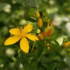 Kit De Culture - Millepertuis Perforé - 300 Graines - Hypericum Perforatum -Karcher Soldes 64064130d076c2.07984889