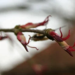 Kit De Culture - Arbre Au Caramel - 200 Graines - Cercidiphyllum Japonicum -Karcher Soldes 64064132b43652.18516611