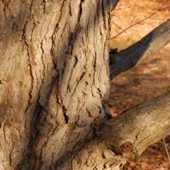 Kit De Culture - Arbre Au Caramel - 200 Graines - Cercidiphyllum Japonicum -Karcher Soldes 64064132bf1940.87270238