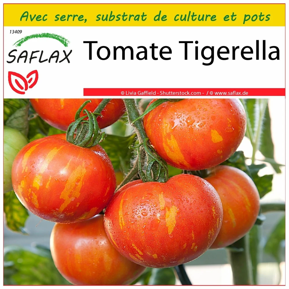 Kit De Culture - Tomate Tigerella - 10 Graines - Lycopersicon Esculentum 1 Kit De Culture - Tomate Tigerella - 10 Graines - Lycopersicon Esculentum