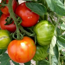 Kit De Culture - Tomate Tigerella - 10 Graines - Lycopersicon Esculentum 7 Kit De Culture - Tomate Tigerella - 10 Graines - Lycopersicon Esculentum -Karcher Soldes 64064139c32640.41792256