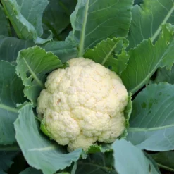 Kit De Culture - Bio - Chou-fleur - Boule De Neige - 70 Graines - Brassica Oleracea Var. Botrytis -Karcher Soldes 6406413d5b1b17.42762175