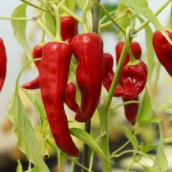 Kit De Culture - Bio - Piment - De Cayenne Long Slim - 10 Graines - Capsicum Annuum -Karcher Soldes 64064142b69022.82344798