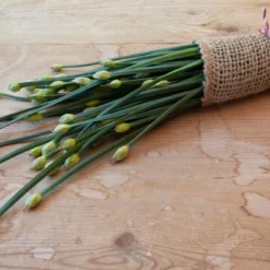 Kit De Culture - Bio - Ciboulette De Chine - 100 Graines - Allium Tuberosum -Karcher Soldes 6406414b03b642.32519307