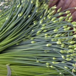 Kit De Culture - Bio - Ciboulette De Chine - 100 Graines - Allium Tuberosum -Karcher Soldes 6406414b167639.94224056