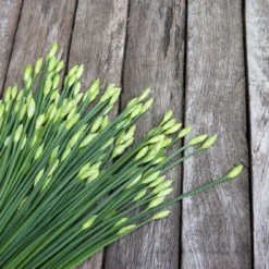 Kit De Culture - Bio - Ciboulette De Chine - 100 Graines - Allium Tuberosum -Karcher Soldes 6406414b1c88b9.10656112