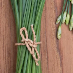 Kit De Culture - Bio - Ciboulette De Chine - 100 Graines - Allium Tuberosum -Karcher Soldes 6406414b24e430.90625062