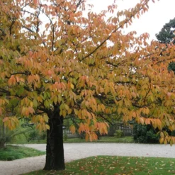 Kit De Culture - Cerisier Du Japon - 30 Graines - Prunus Serrulata -Karcher Soldes 640641575b4f81.13640687