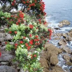 Kit De Culture - L'arbre De Noël De Nouvelle-zélande - 300 Graines - Metrosideros Excelsa 11 Kit De Culture - L'arbre De Noël De Nouvelle-zélande - 300 Graines - Metrosideros Excelsa -Karcher Soldes 6406415d283a93.44057268