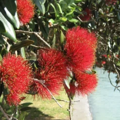 Kit De Culture - L'arbre De Noël De Nouvelle-zélande - 300 Graines - Metrosideros Excelsa 10 Kit De Culture - L'arbre De Noël De Nouvelle-zélande - 300 Graines - Metrosideros Excelsa -Karcher Soldes 6406415d3520e7.73193790