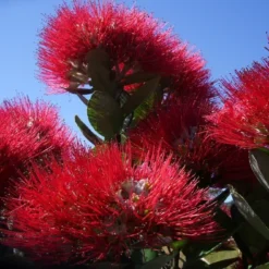 Kit De Culture - L'arbre De Noël De Nouvelle-zélande - 300 Graines - Metrosideros Excelsa 12 Kit De Culture - L'arbre De Noël De Nouvelle-zélande - 300 Graines - Metrosideros Excelsa -Karcher Soldes 6406415d3f3842.61166487