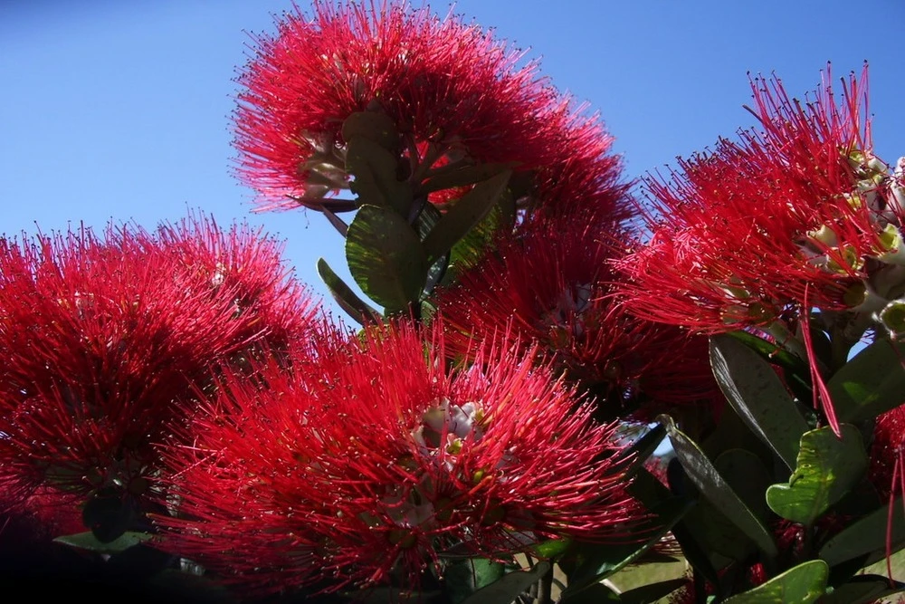 Kit De Culture - L'arbre De Noël De Nouvelle-zélande - 300 Graines - Metrosideros Excelsa 6 Kit De Culture - L'arbre De Noël De Nouvelle-zélande - 300 Graines - Metrosideros Excelsa – Image 6