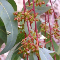 Kit De Culture - Gommier Des Rivières - 200 Graines - Eucalyptus Camaldulensis 11 Kit De Culture - Gommier Des Rivières - 200 Graines - Eucalyptus Camaldulensis -Karcher Soldes 640641614f3132.05974741