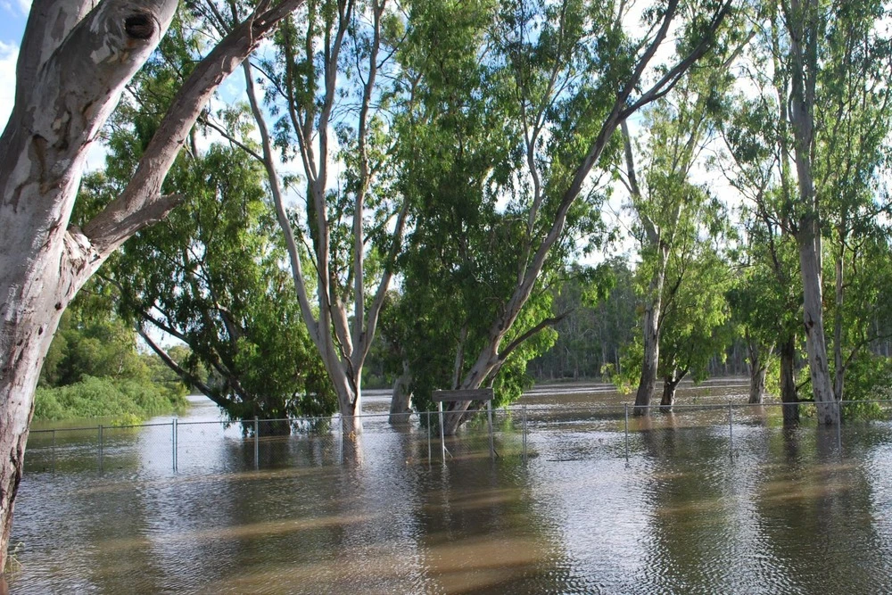 Kit De Culture - Gommier Des Rivières - 200 Graines - Eucalyptus Camaldulensis 7 Kit De Culture - Gommier Des Rivières - 200 Graines - Eucalyptus Camaldulensis – Image 7