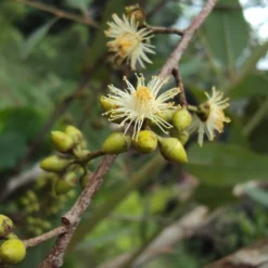 Kit De Culture - Gommier Des Rivières - 200 Graines - Eucalyptus Camaldulensis 10 Kit De Culture - Gommier Des Rivières - 200 Graines - Eucalyptus Camaldulensis -Karcher Soldes 640641616b73c7.64330813