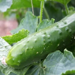 Kit De Culture - Bio - Concombre - Marketmore - 20 Graines - Cucumis Sativus -Karcher Soldes 64064169648772.30261151