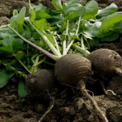 Kit De Culture - Bio - Radis - Noir - 100 Graines - Raphanus Sativus -Karcher Soldes 64064173ee0006.07833829