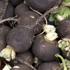 Kit De Culture - Bio - Radis - Noir - 100 Graines - Raphanus Sativus -Karcher Soldes 64064173f394f8.17154617