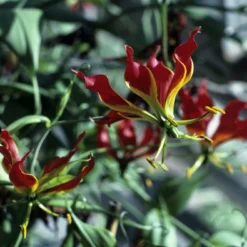 Kit De Culture - Lis De Malabar - 15 Graines - Gloriosa Rothschildiana 11 Kit De Culture - Lis De Malabar - 15 Graines - Gloriosa Rothschildiana -Karcher Soldes 64064179340333.58024990