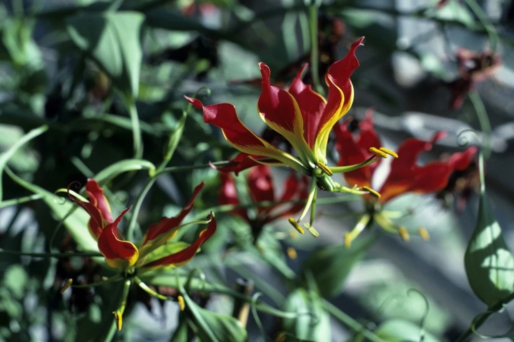 Kit De Culture - Lis De Malabar - 15 Graines - Gloriosa Rothschildiana 5 Kit De Culture - Lis De Malabar - 15 Graines - Gloriosa Rothschildiana – Image 5