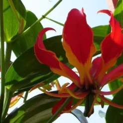 Kit De Culture - Lis De Malabar - 15 Graines - Gloriosa Rothschildiana 13 Kit De Culture - Lis De Malabar - 15 Graines - Gloriosa Rothschildiana -Karcher Soldes 64064179395b30.04824162