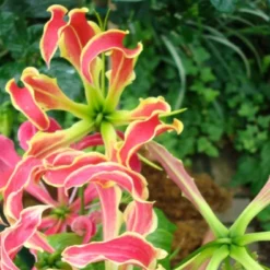 Kit De Culture - Lis De Malabar - 15 Graines - Gloriosa Rothschildiana 12 Kit De Culture - Lis De Malabar - 15 Graines - Gloriosa Rothschildiana -Karcher Soldes 640641793eacd3.10311548