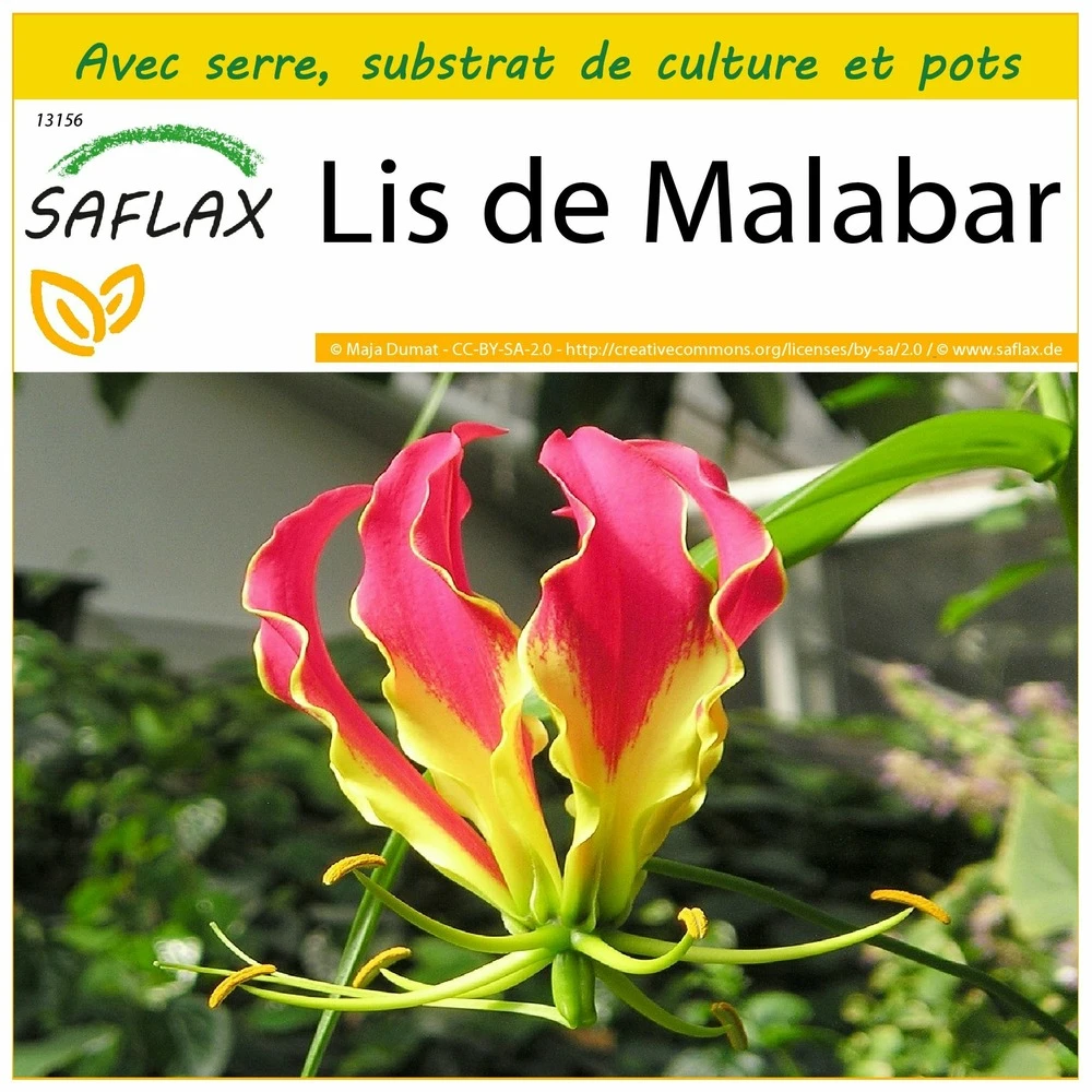 Kit De Culture - Lis De Malabar - 15 Graines - Gloriosa Rothschildiana 1 Kit De Culture - Lis De Malabar - 15 Graines - Gloriosa Rothschildiana