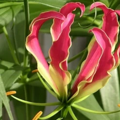 Kit De Culture - Lis De Malabar - 15 Graines - Gloriosa Rothschildiana 10 Kit De Culture - Lis De Malabar - 15 Graines - Gloriosa Rothschildiana -Karcher Soldes 64064179487d00.83917565