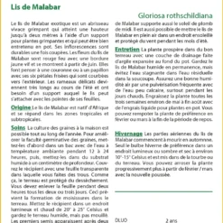 Kit De Culture - Lis De Malabar - 15 Graines - Gloriosa Rothschildiana 9 Kit De Culture - Lis De Malabar - 15 Graines - Gloriosa Rothschildiana -Karcher Soldes 640641794d5843.34319572