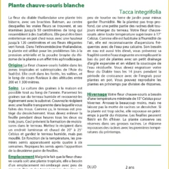 Kit De Culture - Plante Chauve-souris Blanche - 10 Graines - Tacca Integrifolia -Karcher Soldes 6406417d60c3a0.37345696