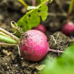 Kit De Culture - Bio - Radis - Cherry Bell - 100 Graines - Raphanus Sativus -Karcher Soldes 640641a6420921.87770760