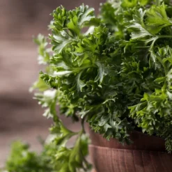 Kit De Culture - Bio - Persil Frisé - 800 Graines - Petroselinum Crispum -Karcher Soldes 640641ae84ab86.75027248