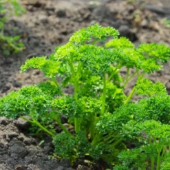 Kit De Culture - Bio - Persil Frisé - 800 Graines - Petroselinum Crispum -Karcher Soldes 640641ae8b56d4.04818113