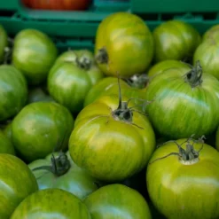 Kit De Culture - Bio - Tomate - Verte Zébrée - 10 Graines - Solanum Lycopersicum 11 Kit De Culture - Bio - Tomate - Verte Zébrée - 10 Graines - Solanum Lycopersicum -Karcher Soldes 640641b031d8c0.57339718