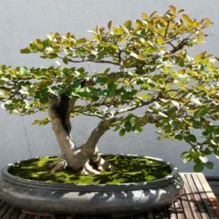 Kit De Culture - Myrte Commun - 30 Graines - Myrtus Communis -Karcher Soldes 640641b37af733.30049485