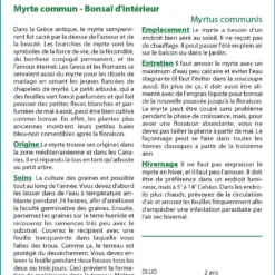 Kit De Culture - Myrte Commun - 30 Graines - Myrtus Communis -Karcher Soldes 640641b38ab843.99066445