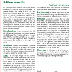 Kit De Culture - Solidage Verge D'or - 100 Graines - Solidago Virgaurea -Karcher Soldes 640641b4d55022.73382482