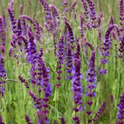 Kit De Culture - Bio - Sauge - 60 Graines - Salvia Officinalis 12 Kit De Culture - Bio - Sauge - 60 Graines - Salvia Officinalis -Karcher Soldes 640641bf438086.74821203