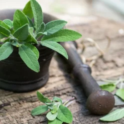 Kit De Culture - Bio - Sauge - 60 Graines - Salvia Officinalis 10 Kit De Culture - Bio - Sauge - 60 Graines - Salvia Officinalis -Karcher Soldes 640641bf49c633.28736472