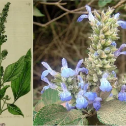 Kit De Culture - Chia - 500 Graines - Salvia Hispanica -Karcher Soldes 640641c579de98.62891474